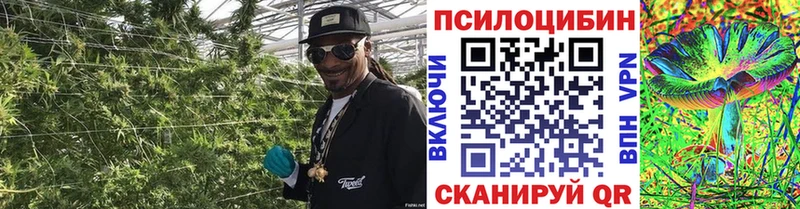 что такое Лысково Псилоцибиновые грибы Psilocybe